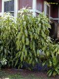 Corn Stalk / Dracaena fragrans
